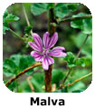 Malva